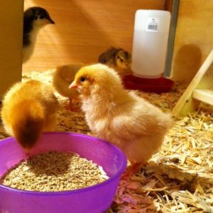 Buff Orpington