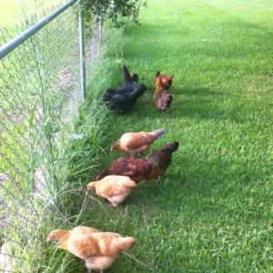 My chicks at about 4 months, maybe 4.5