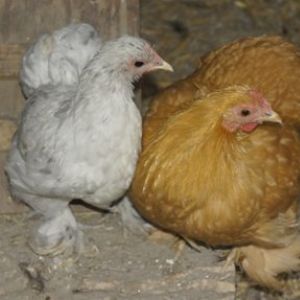 Added to our flock on Sept 14th. "Sprinkles", a blue splash bantam cochin, and "Cupcake" a red/buff bantam cochin.