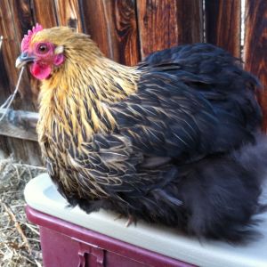 Pullet at maturity
