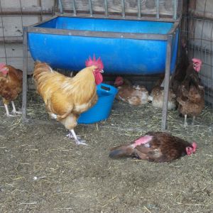 Louie (at about 15 weeks) Buffy, his dad, and the other Hens.  (Looks like Red, Dixie, Curry, Ginger and HENri in the corner)