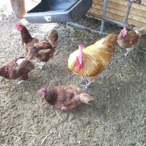 left to right: Red, Dixie, Pink, Buffy and Curry.  Red and Pink were named for the color of their leg bands. As were LYla and RYley; 
(LY= left yellow +la  /  RY= right yellow + ley)
Missing from this photo are HENri; (she was named HENrietta, but she has a VERY deep voice so I started calling her HENri.), RYley, Ginger and Scarlet.  There are 5 RIR's and 3 Hylines that roam the farm freely and are housed in "the BIG coop" and LYla, Louie and Lily are currently staying in the "maternity ward" (a smaller coop inside a fenced area) but are let out to roam freely during the day.  They ALL put themselves to bed at night and all I have to do, is do a head count, give everyone a hug and lock the doors.