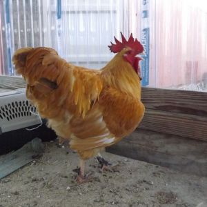 My beautiful Buffy - the dark on his feet is "Blue Kote".  We removed his spurs (see hens backs!).