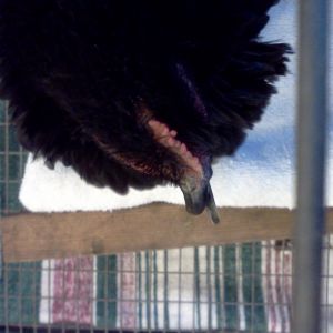 135 days old.  
before beak trim at vet.