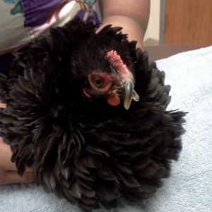 before beak trim at vet.