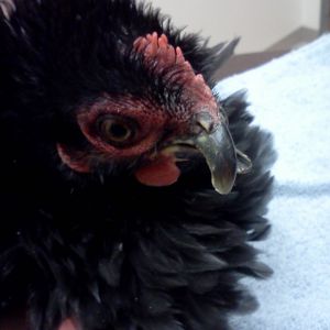 135 days old.  
after beak trim at vet.
