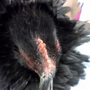 after beak trim at vet.  still needs to get shorter so the lower beak sits inside the upper, but the blood vessels need to recede first.