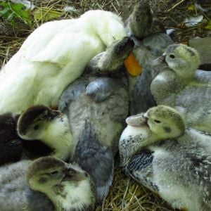 This is a great example of how we should all behave towards the downcast. The large white duck had a lame leg and could not keep up with his regular flock so we moved him in with our tiny babies. He hated that at first but soon grew attatched. They snuggled up like this every night. Now he is almost as good as new and remains with the younger group who stayed by him.