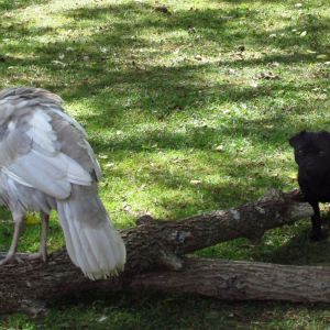 Our little black pug princess finally got the turkey up in a tree. These turkeys are the sweetest and get along famously with our other pets