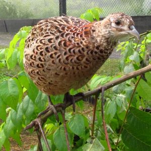 One of the female pheasants in her new pen