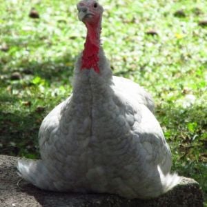 *
This is one of my slate blue turkeys. They are so sweet and faithfully follow me around like a dog