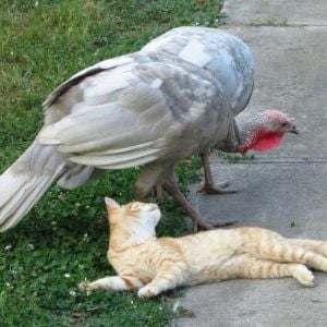 *
Turkey and kitty having fun