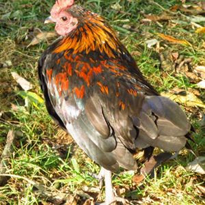 Little rooster showing off his fall colored feathers