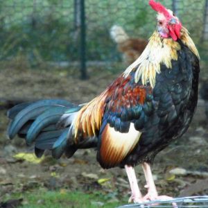 *
cute little banty rooster. He is so tiny but loud and aggressive if challenged