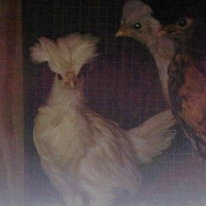 The polish punk rockers at 1 1/2 months