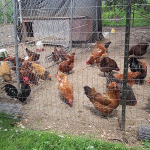 My flock of hennies total count is 46