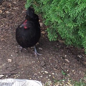Ms. Houdini the hennie pennie that escape's the hennie yard