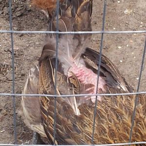 one of my hennies that the roosters tap to much..poor gurl looks rough