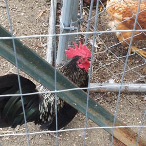 Dezi the bantam roo