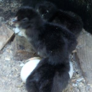 august 3rd we found this babies in a bucket that lucy my bantam hennie was sitting on but we didn't know they were fertile bcuz Lucy or Houdini  never stay with the other hennies...here when we found were they were laying we had 16 eggs and only left 6 eggs in the bucket 3 of Lucy's and 3 of Houdini's eggs and it was Houdini's that hatched...they are now 1 1/2 months old