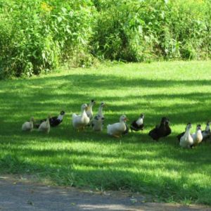 *
some of my many ducks. This is a pic from earlier in the summer. They had their particular order and groups to stick with. Now they all pretty much mingle.