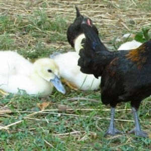 *
micro mini rooster with baby ducks