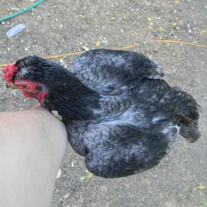 Blue Cornish Cock
