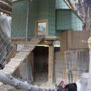 Turned our "grow-out" pen into a bantam pen. Multiple levels give the birds plenty of excercise!