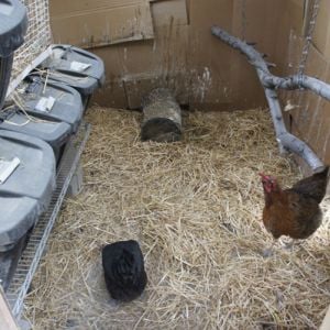 Had alot of wasted space just inside the doors. Using the round buckets for nests created broken/dirty eggs. I put in a raised shelf, the hens nest underneath it. store my feed inside the coop to put that space to use and keep everything dry.