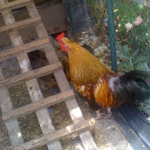 *
This is Big Boy, our club mascot and also the avatar for BYC forums. He is big, loud, proud, and the only chicken who does not lay eggs, though he contributes by lording over his females and making them feel safe.