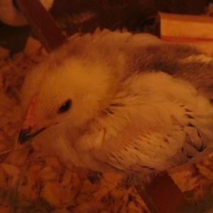 Dolly Brahma - Light Brahma - 3 week old comb