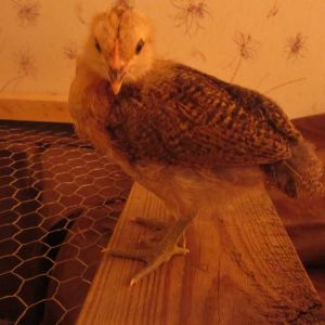 L' Eggo - Easter Egger - 3 week old comb