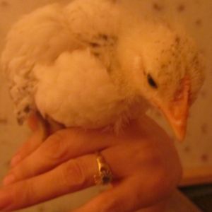 Pox - Delaware - 3 week old comb