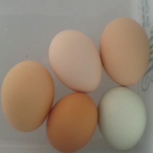Puts a smile on my face everytime I gather eggs to find such a beautiful range of colors.
