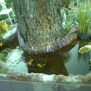 Playful fish in a wrap-around pond that makes the dead tree look that much more alluring. The tree is a tri-sided platform for what will one day be a treehouse.