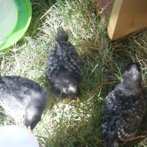 The Barred Rock gals at 6 weeks.