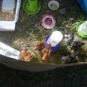 Our first get together! They all had to drink out of the purple water pan. :)