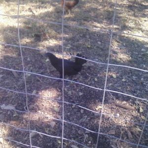 Hmong Chicken (jungle fowl version)