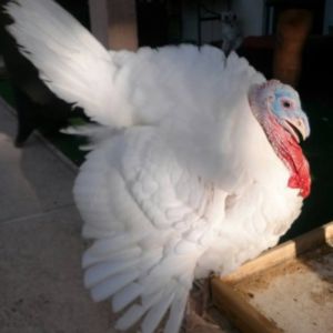 *
Our favorite boy Hank  white broad breasted turkey