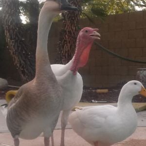 *
Max our  african goose , Hank and Missy one of our peking ducks