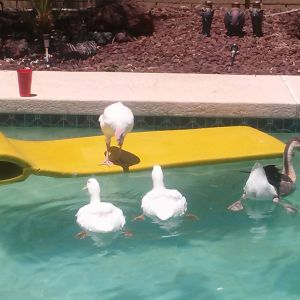 * Hank the turnkey offering swimming lessons to the  rest of flock they were all raised together since hatch-lings so are all very close  and very friendly