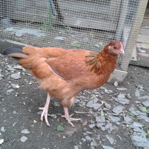 Hen or rooster?