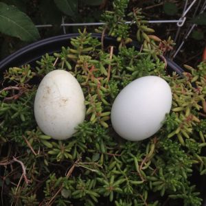 First backyard eggs! Laid at 6 months 4 days.