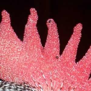 Black spots on Comb?
