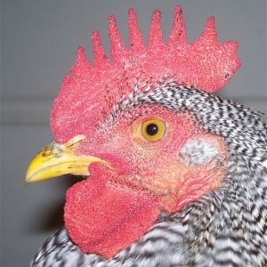 Black Spots on comb?
