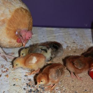 She is a great mama--watched them so closely.