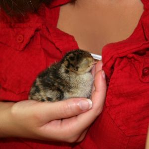 The mama never came back to get her.  She was very sad and we were very worried.