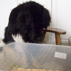 Our Newfoundland loved watching "chicken TV" when the girls were in the brooder box.  We didn't know how she would be towards chickens since she is a cat chaser.  Turns out she loves them.  She chased the cat away from them when they were small.  They walk on her and groom her and she taught Penny (the chicken) how to chase the cat!