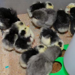 You can spot the Blue Orpingtons