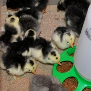 They are all so cute!